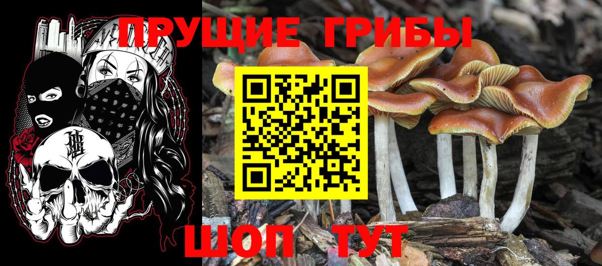 Галлюциногенные грибы Cubensis Гусь-Хрустальный